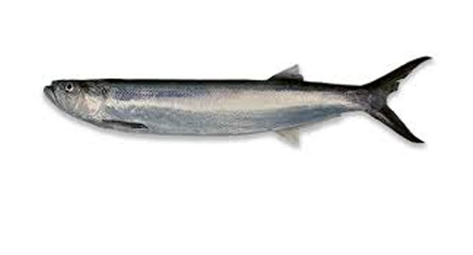 Wolf Herring