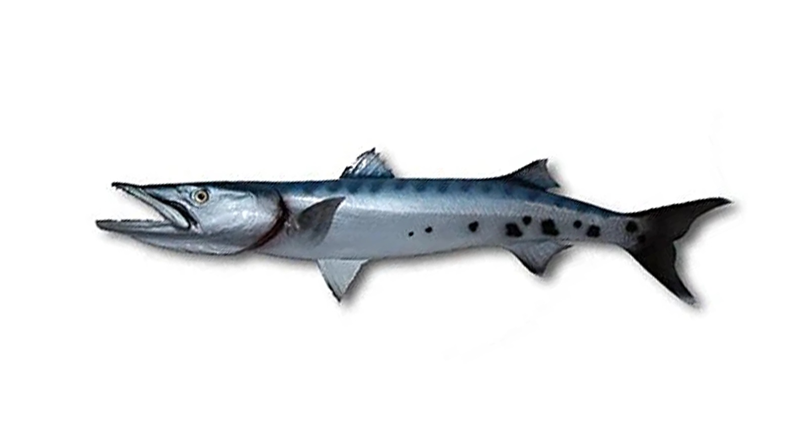 Barracuda