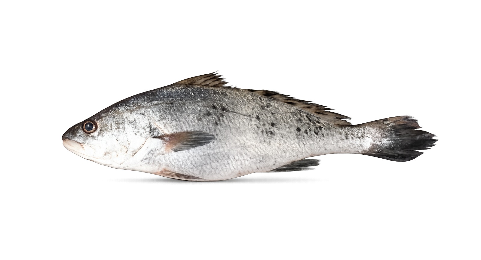 Black Spotted Croacker