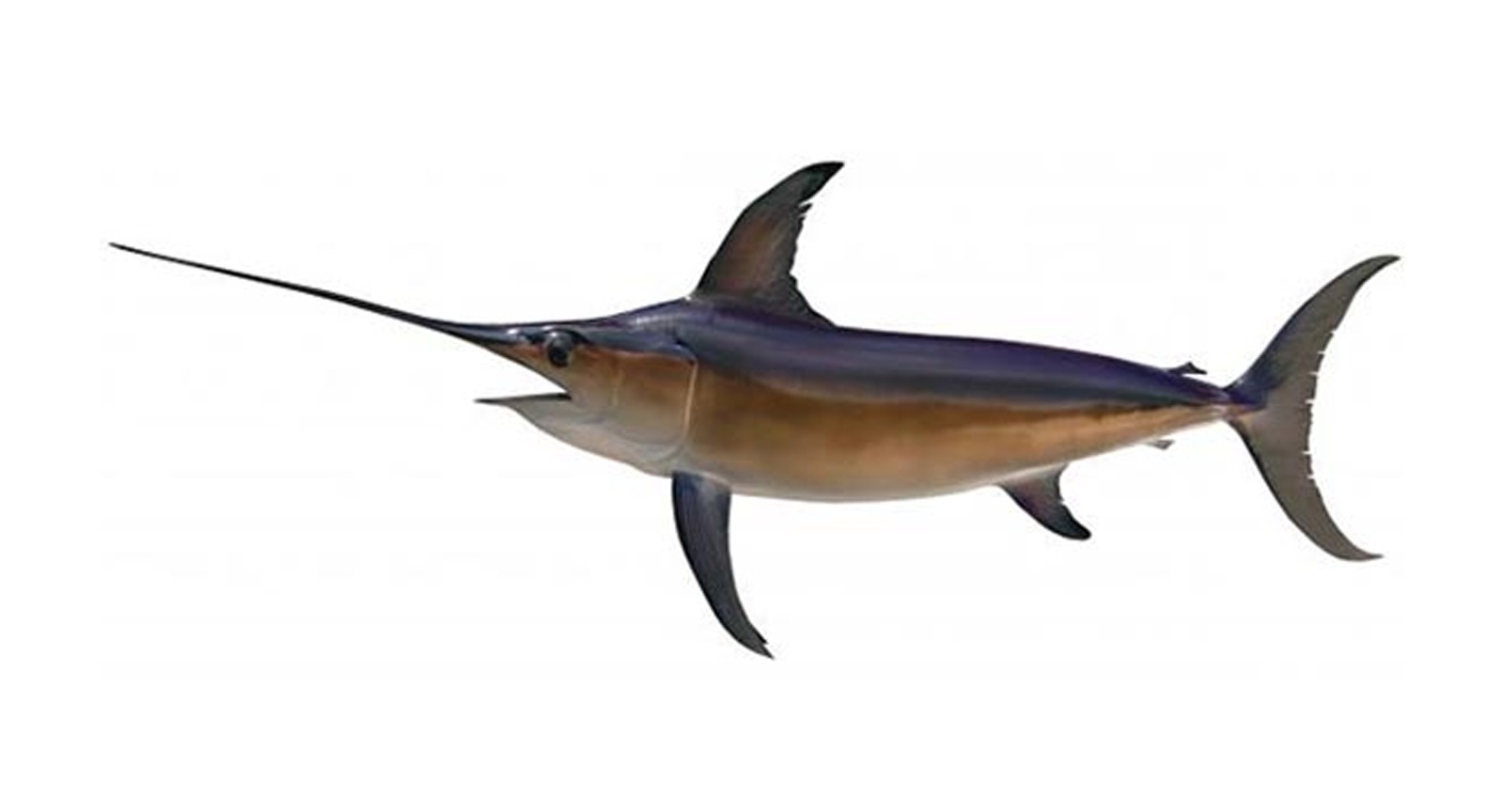 Blue Marlin