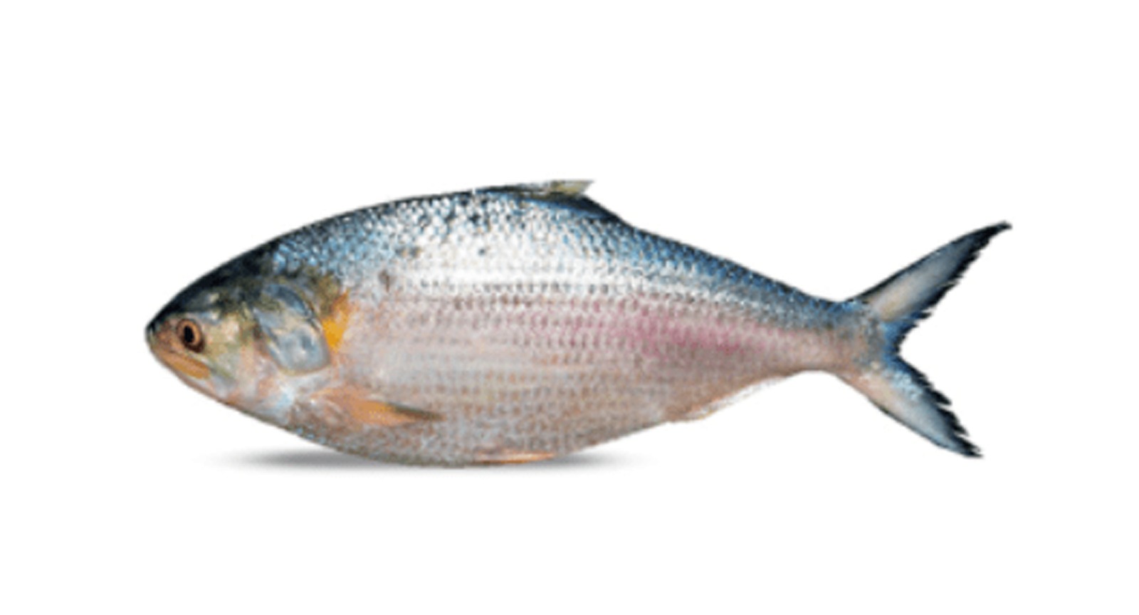 Hilsa