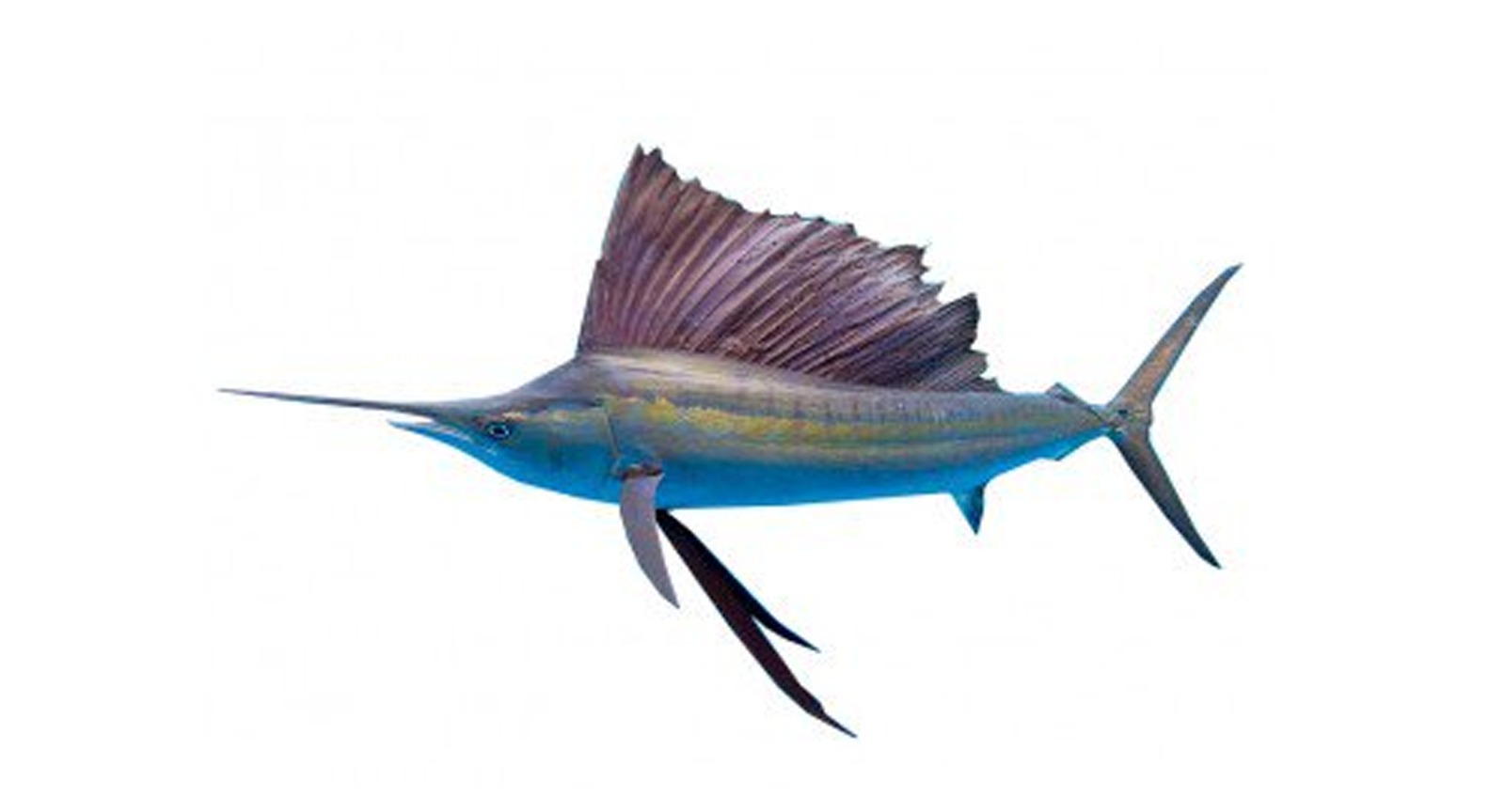 Sail Fish