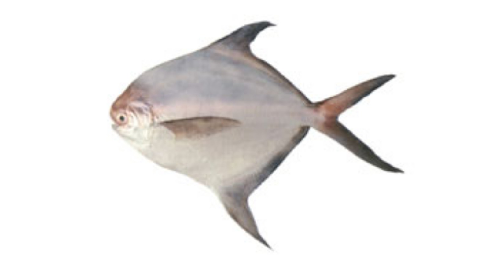White Pomfret