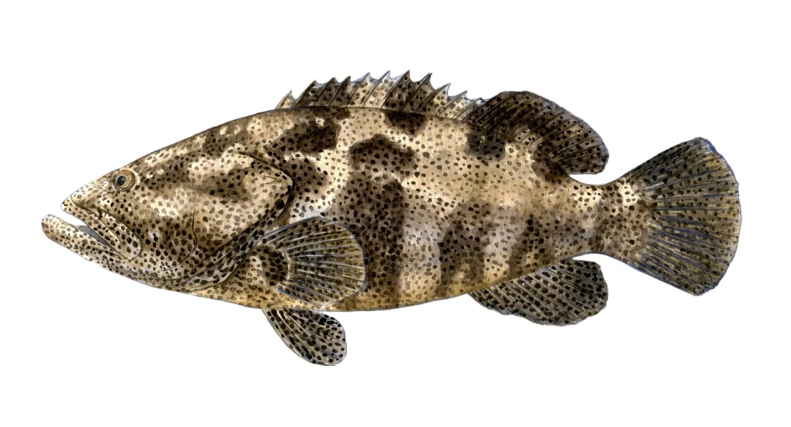 Malabar Grouper